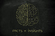 artificial circuits and human brain, facts plus insights