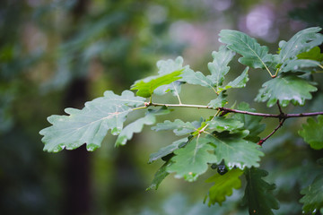 Wall Mural - green oak leaves