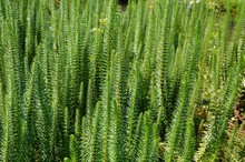 Green Spikes Of Aquatic Mares Tail Plant (hippuris Vulgaris)