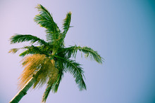 Palm Tree Against Sky, Retro Styled Old-fashioned 