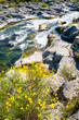 Flowered broom plant by the famous Alcantara river, Sicily, and the stream in the background