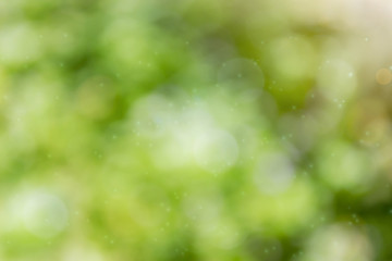 Wall Mural - Fresh soft green colour bokeh bush tree and sunlight