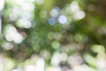 Wall Mural - Fresh soft green colour bokeh bush tree and sunlight romantic and fantasy background