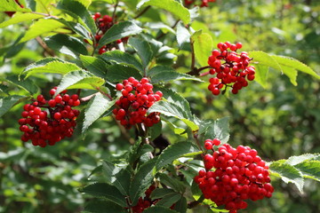 Canvas Print - Ripe red elderberry (Sambucus racemosa) berries in the summer forest