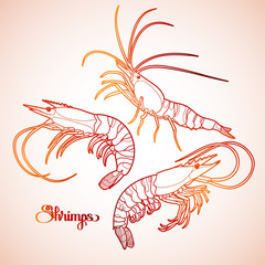 Wall Mural - Graphic vector shrimps collection