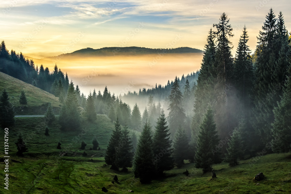 fog-on-hot-sunrise-in-forest