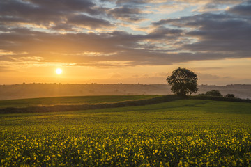 Wall Mural - sunrise in the rape seed fields with beautiful cloudy sky