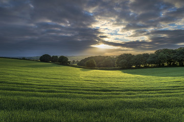 Wall Mural - cloudy sunrise in the green fields