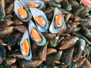 Sticker - Mussel