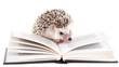 African hedgehog and book