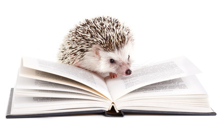 african hedgehog and book