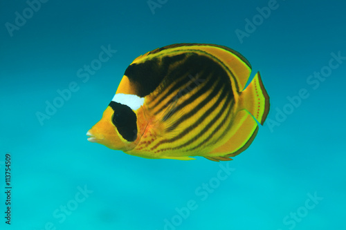 Obraz Dibond Butterflyfish po przekątnej