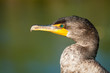 Double-crested cormorant along the Anhinga Trail in Everglades National Park near Homestead, Florida