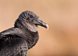 American black vulture along the Anhinga Trail in Everglades National Park near Homestead, Florida