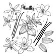 Graphic vanilla flowers