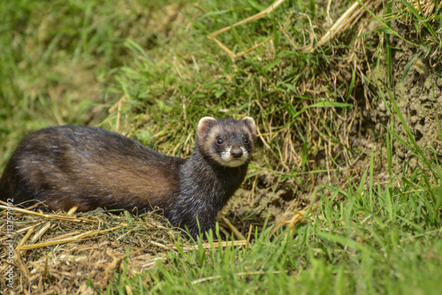 Fotografia, Obraz Beautiful female Jill polecat mustelinae putorius outside her bu