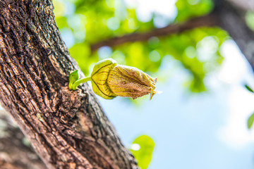 Wall Mural - Yellow flower on tree