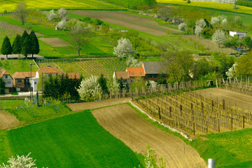 Wall Mural - Rural landscape in countryside in South Moravia