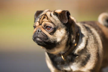 Poster - Mops dog outdoors in nature