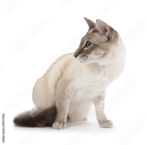 Chat Siamois Blue Point Stock Photo Adobe Stock