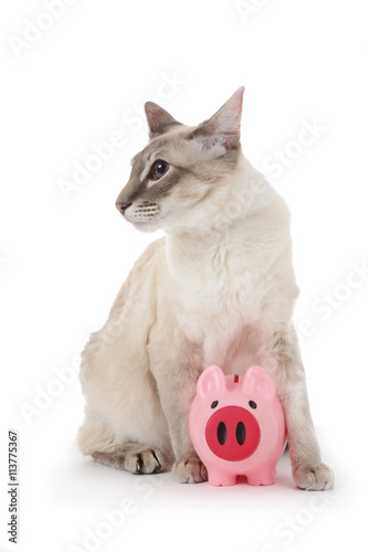 Chat Siamois Blue Point Avec Cochon Tirelire Stock Photo Adobe Stock