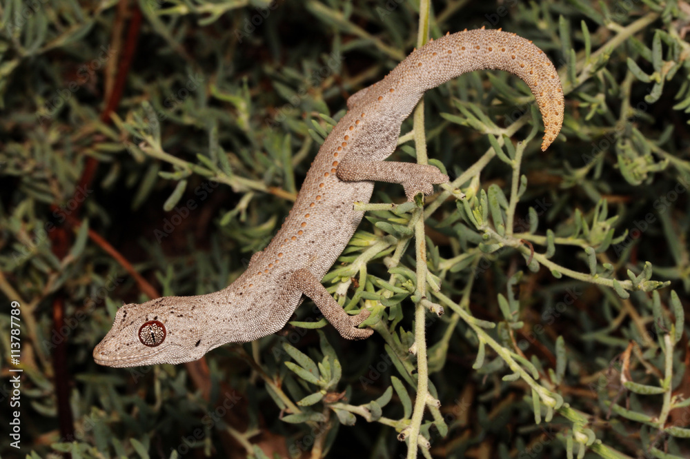 Strophurus ciliaris is a species of lizard in the family Gekkonidae ...
