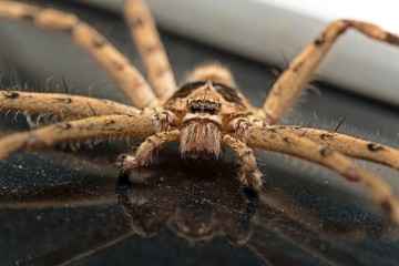 close up of giant house spider, Hairy house spider (Tegenaria domesticus)

