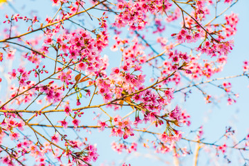 Wall Mural - Cherry Blossum Flowers at Chiangmai Province