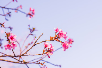 Wall Mural - Cherry Blossum Flowers at Chiangmai Province