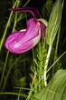 венерин башмачок пурпурный лесной вертикальный