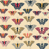 a multicolor butterfly collection hanging on a wall seamless pattern 
