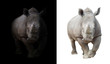 white rhinoceros in dark  and white background