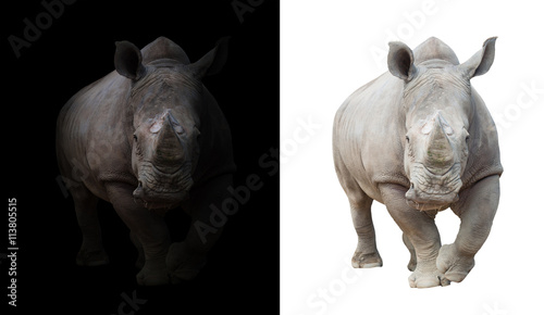Cuadros en Lienzo white rhinoceros in dark and white background