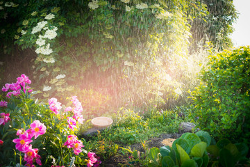 Rain in Lovely summer garden with flowers and sunlight, outdoor nature background