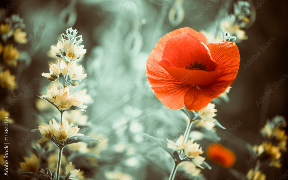 red poppy flower at garden sunset - obrazy, fototapety, plakaty 