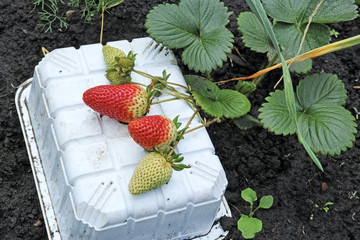 Wall Mural - Branch with a strawberry on a plastic jar