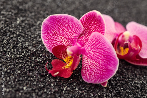 Orchid flowers