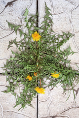 Wall Mural - Dandelion flowers on the road