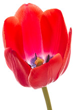 One Opened Red Tulip On White