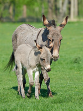 Donkey (Equus Africanus Asinus)