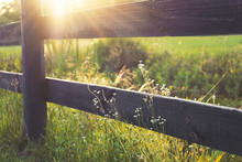 Sunrays On Rural Black Country Fence With Lesser Prairie Fleabane Little White Flowers Growing Wild On Both Sides In Peaceful Romantic Setting