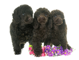 Wall Mural - puppies brown poodles