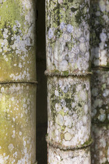 Thick old bamboo trunks background / Closeup of thick old bamboo trunks at Botanical Garden, Rio de Janeiro, Brazil
