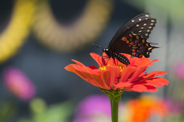 beautiful monarch butterfly on a bright orange zinnia in the flower garden.