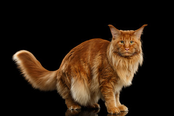 Wall Mural - Red Maine Coon Cat with Furry Tail Standing and Looking in Camera Isolated on Black Background, Side view