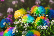 Rainbow Chrysanthemum Flower 