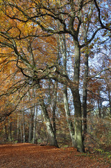 Canvas Print - Waldweg im Herbst