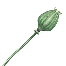 Poppy Seed Green Pod Isolated, Watercolor Illustration On White