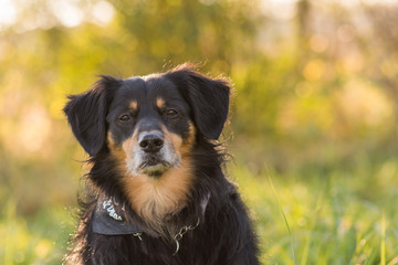 Wall Mural - Portrait of a dog who looks into the camera 