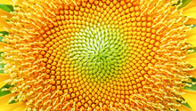 Closeup Of Yellow Beautiful Sunflower